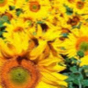 Meet your Posher, Shania